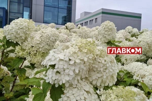 Київ потопає в гортензіях: де шукати найяскравіші місця для фотосесій