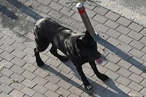 Великий собака, який був без повідка та намордника, напав на жінку, що гуляла зі своїм песиком на повідку