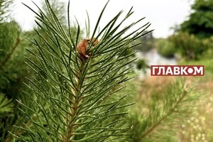 Синоптикиня Діденко розповіла, коли очікувати похолодання в Україні