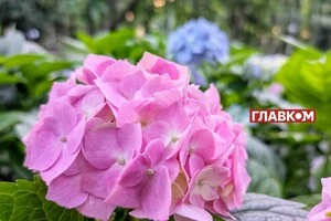 В Україні сонячно та без опадів: погода на 12 серпня