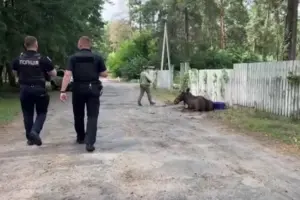 Патрульні виявили величного лісового мандрівника, який знесилено лежав на узбіччі