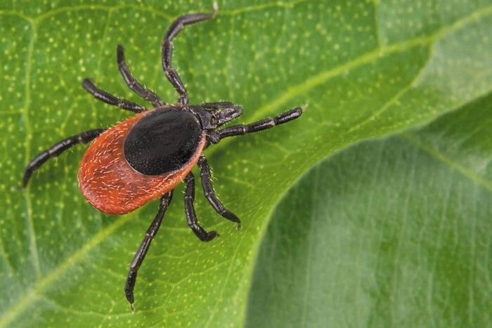 Загроза, яку не можна ігнорувати. Інфекціоніст пояснює як реагувати, коли вас вкусив кліщ