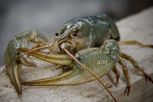 Річкові раки є не лише цінним харчовим ресурсом, а й важливою складовою екосистеми