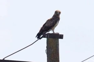 Змієїд, занесений до Червоної книги України