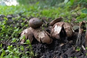 У Голосіївському парку знайдено рідкісний гриб, схожий на космічну станцію (фото)