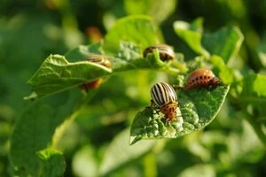 Картопля є найулюбленішою «стравою» колорадських жуків