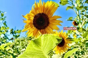 В Україні хмарно, без опадів: погода на 16 серпня