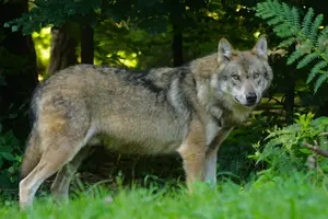 У селі на Хмельниччині жінка дивом урятувалася від вовка