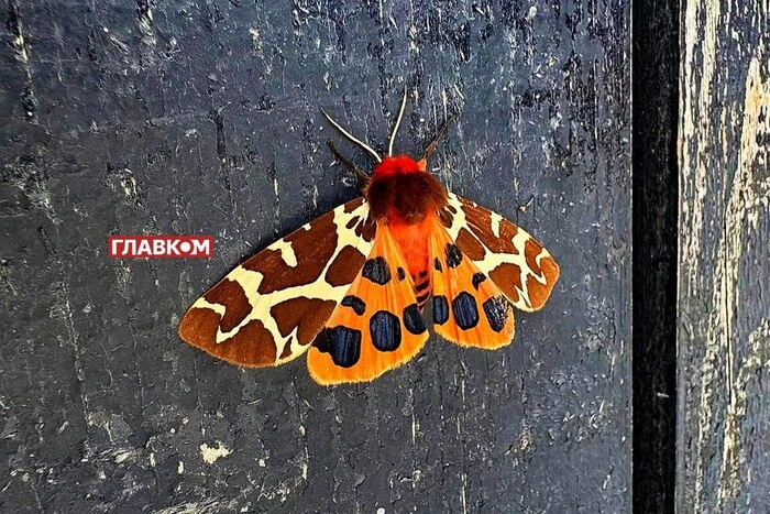 В Україні хмарно з проясненнями: прогноз погоди на 17 серпня