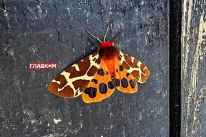 В Україні хмарно з проясненнями: прогноз погоди на 17 серпня