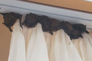 Через незахищене вікно або щілину у кватирці у квартиру може залетіти ціла колонія кажанів