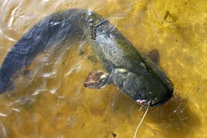 До трьох років в'язниці за сома: які правила любительського лову діють в Україні