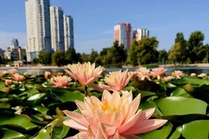 На озері Тельбін розцвіли водяні лілії, висаджені місцевими жителями (фото)