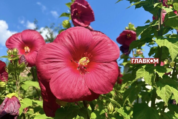 В Україні сонячно та без опадів: погода на 19 серпня