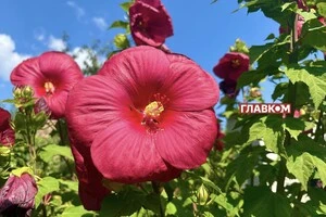 В Україні сонячно та без опадів: погода на 19 серпня