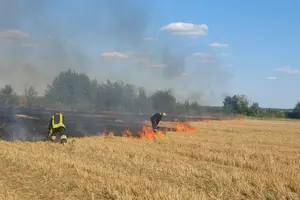 Неконтрольоване спалювання завдало значної шкоди довкіллю
