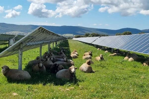 Сільське господарство і сонячна енергетика можуть бути корисними один одному