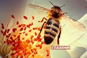 Непомітні працівники міста: чому бджоли важливіші для екології, ніж ми думаємо