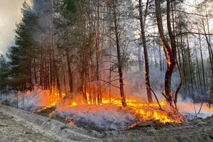 Пожежі в українських екосистемах: ДСНС повідомила тривожну статистику