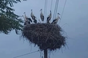 На Київщині місцеві жителі помітили велику зграю лелек, які зібрались в одному гнізді