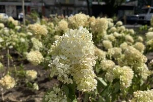 Після демонтажу МАФів у Подільському районі з'явилося ціла плантація гортензій (фото)