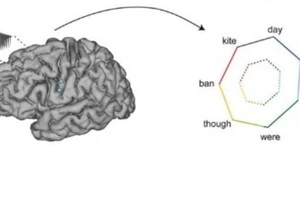 Прорив у нейронауці: штучний інтелект навчився максимально точно читати думки