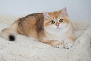 Кошенята за 300 тис. Чим британська золота шиншила особлива: огляд цін