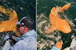 Незвичайний улов: двометрова помаранчева акула з білими очима здивувала вчених