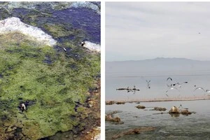 Запасів літію в озері достатньо для виробництва акумуляторів для 382 млн електромобілів