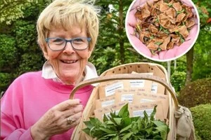 «Сосна динозаврів»: подружжя з Англії виростило рідкісне дерево вартістю $6 тис.