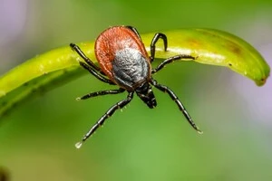 Укусив кліщ – що робити? Алгоритм дій від інфекціоніста