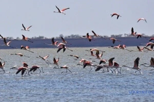 Зграя з майже 70 птахів прилетіла до Тузлівських лиманів у 2021 році