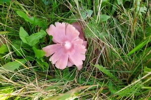 Рідкісний для Європи гриб зафіксовано в Україні. Чому він такий важливий