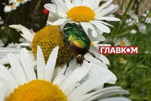 В Україні невелика хмарність: прогноз погоди на 28 серпня