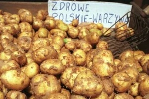 Обвал цін на картоплю: польські фермери в паніці через надлишок продукції