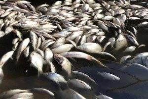  На Хмельниччині збитки від загибелі риби перевищили 53,5 млн грн