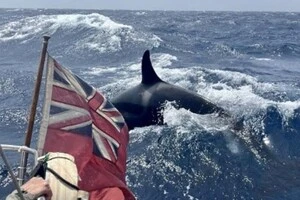 Косатки почали атакувати яхти на мілководді Іспанії: експерти б'ють на сполох