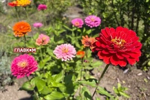 В Україні без опадів: погода на 29 серпня