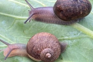 Равлик Нед (спереду), у якого ліва спіральна мушля, може паруватися лише з іншим дуже рідкісним «лівим» равликом
