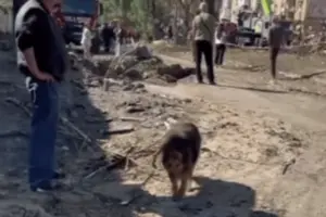 Собака чекає на хазяїна, який загинув в результаті обстрілу: зворушливе відео