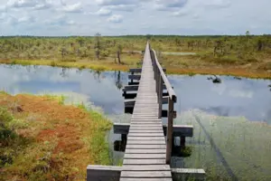 Естонія розглядає можливість відновлення боліт для захисту від російських танків