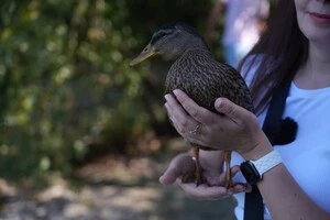Кря знайшли два місяці тому біля річки