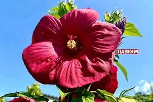 В Україні невелика хмарність: погода на 31 серпня