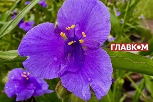 В Україні мінлива хмарність: прогноз погоди на 1 вересня