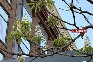 Каштан випустив молоде листя і зацвів у вересні