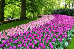 Держаудитслужба б’є на сполох: у прифронтових регіонах бум витрат на озеленення