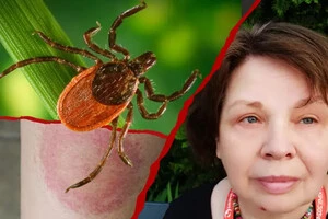 Клещевой энцефалит: рискуют ли украинцы подхватить страшную болезнь в этом сезоне