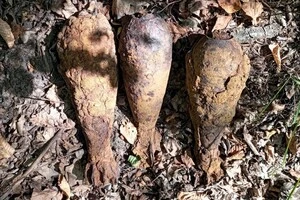 На Київщині грибник знайшов мінометні міни часів Другої світової