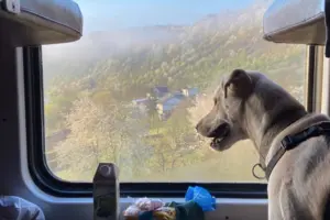 «Укрзалізниця» оновила правила перевезення тварин і птахів у потягах