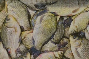 Чоловік із човна за допомогою дев'яти підйомних пасток впіймав 729 карасів сріблястих та коропів